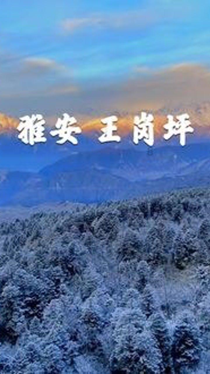 寻找萌小老虎